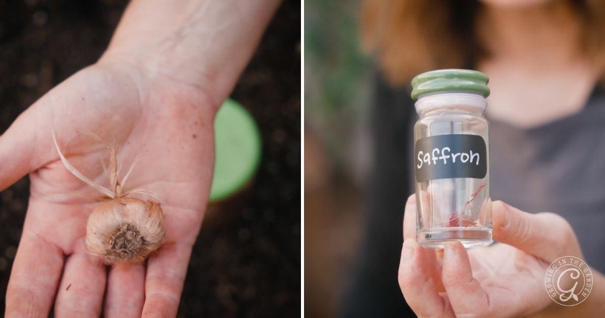 Split image: left side shows a person holding a saffron crocus bulb in their palm, illustrating how to grow saffron crocus; right side features a small glass jar labeled saffron containing vibrant red threads.