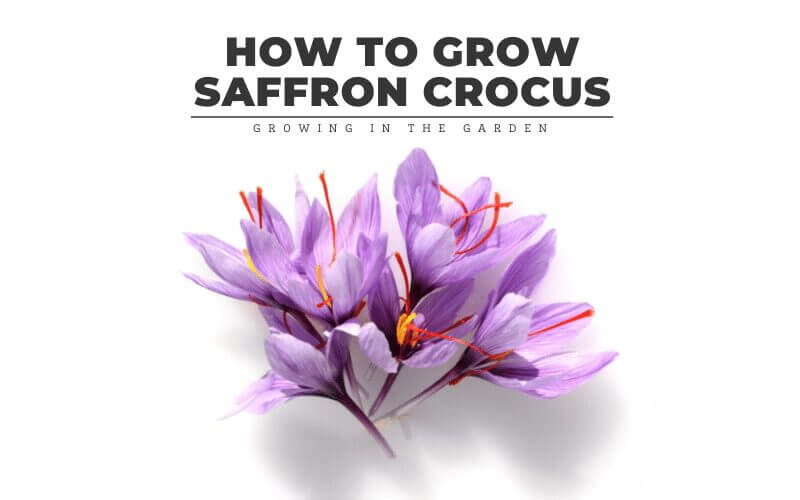 How to Grow Saffron Crocus Growing In The Garden
