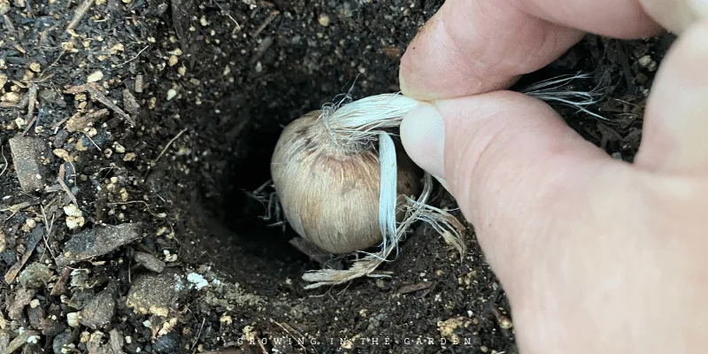 Saffron store crocus bulbs