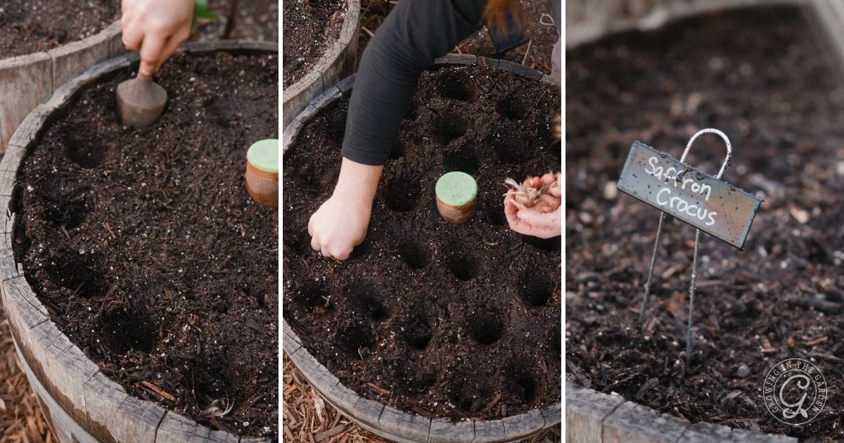 How to Grow Saffron Crocus