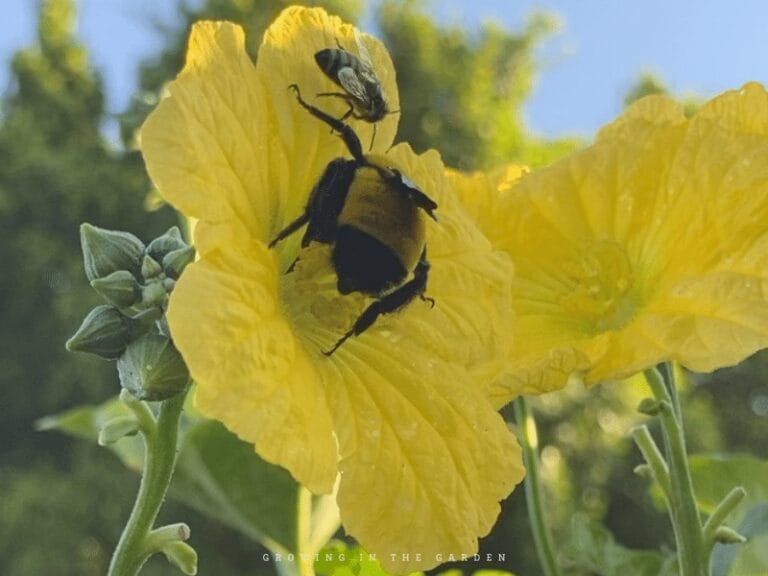 How to Grow Luffa: Planting Your Own Loofah Sponges - Growing In The Garden