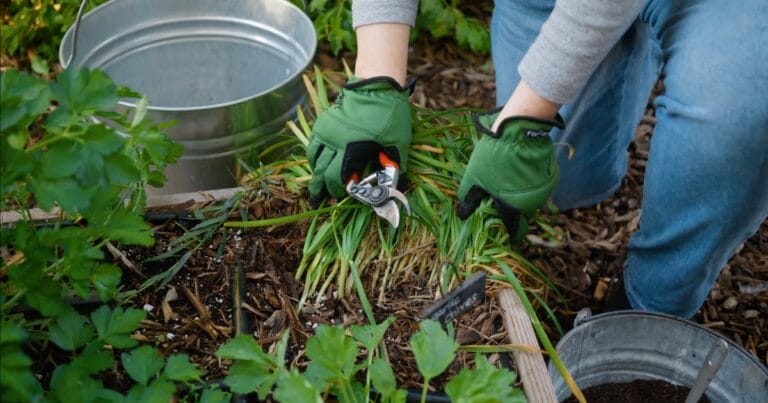 Person wearing green gloves trims garden plants with pruning shears next to a metal bucket.