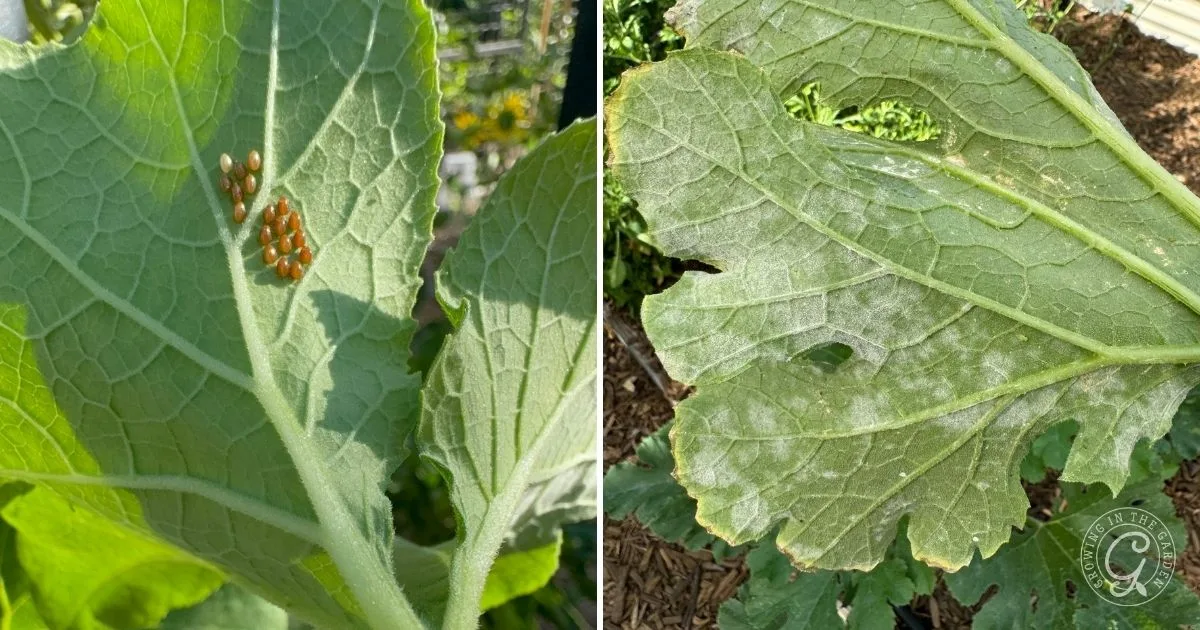 Two green leaves: one with small brown insect eggs, the other with a powdery white fungal coating&mdash;common issues to watch for when learning how to grow summer squash.