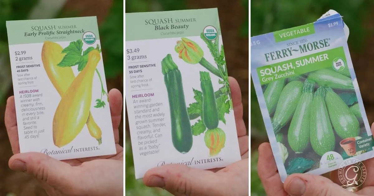 Three hands hold seed packets for different summer squash varieties&mdash;yellow, dark green, and light green&mdash;ready to show how to grow summer squash in your own garden.