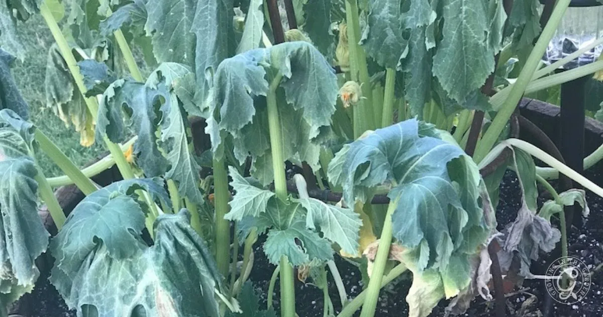 Wilted, drooping squash plant leaves in a garden bed, showing signs of stress or disease&mdash;troubleshooting these issues is key when learning how to grow summer squash successfully.