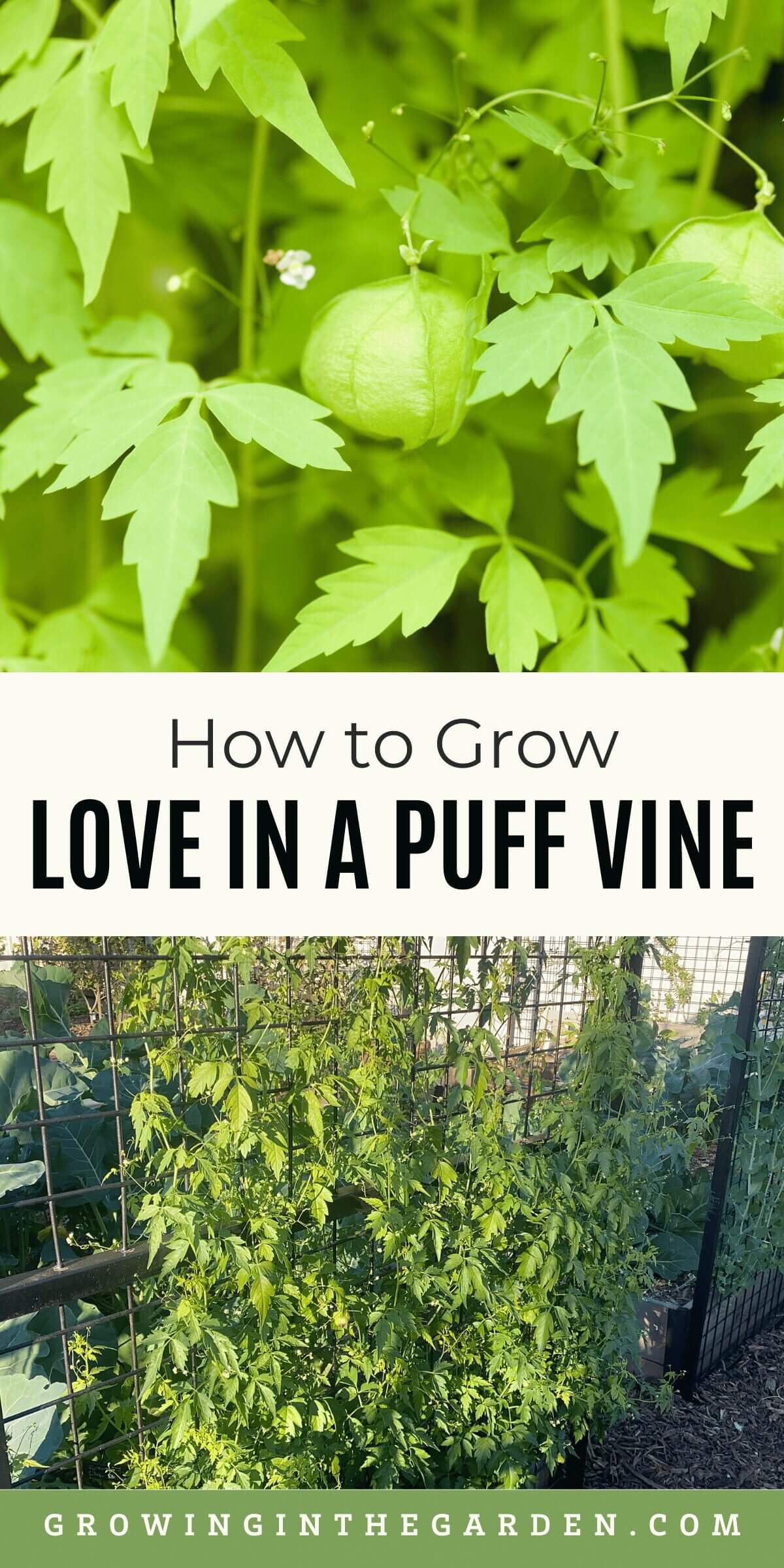 Cardiospermum halicacabum -How to Grow Love in a Puff Vine