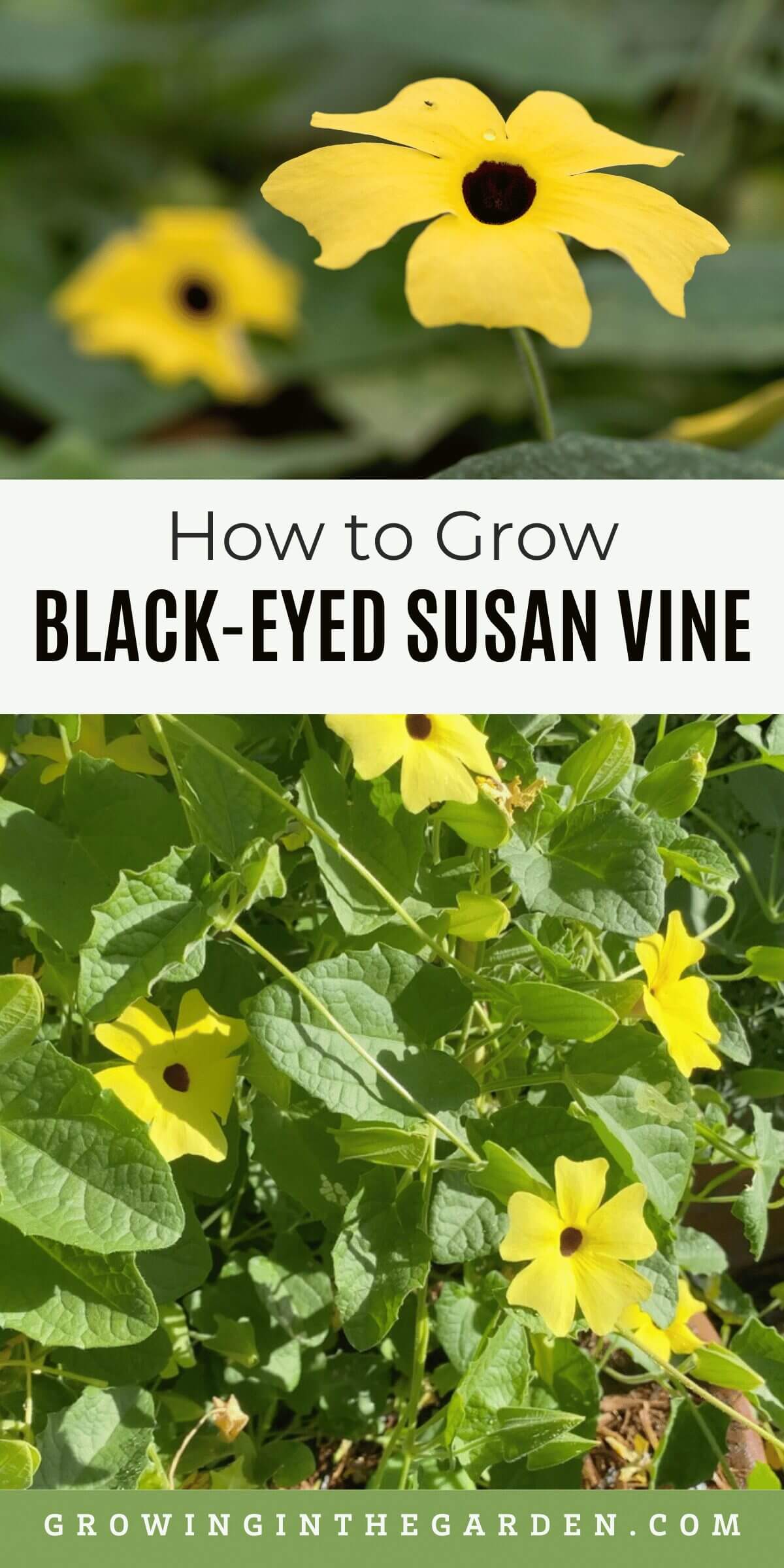 How to Grow Black-Eyed Susan Vine