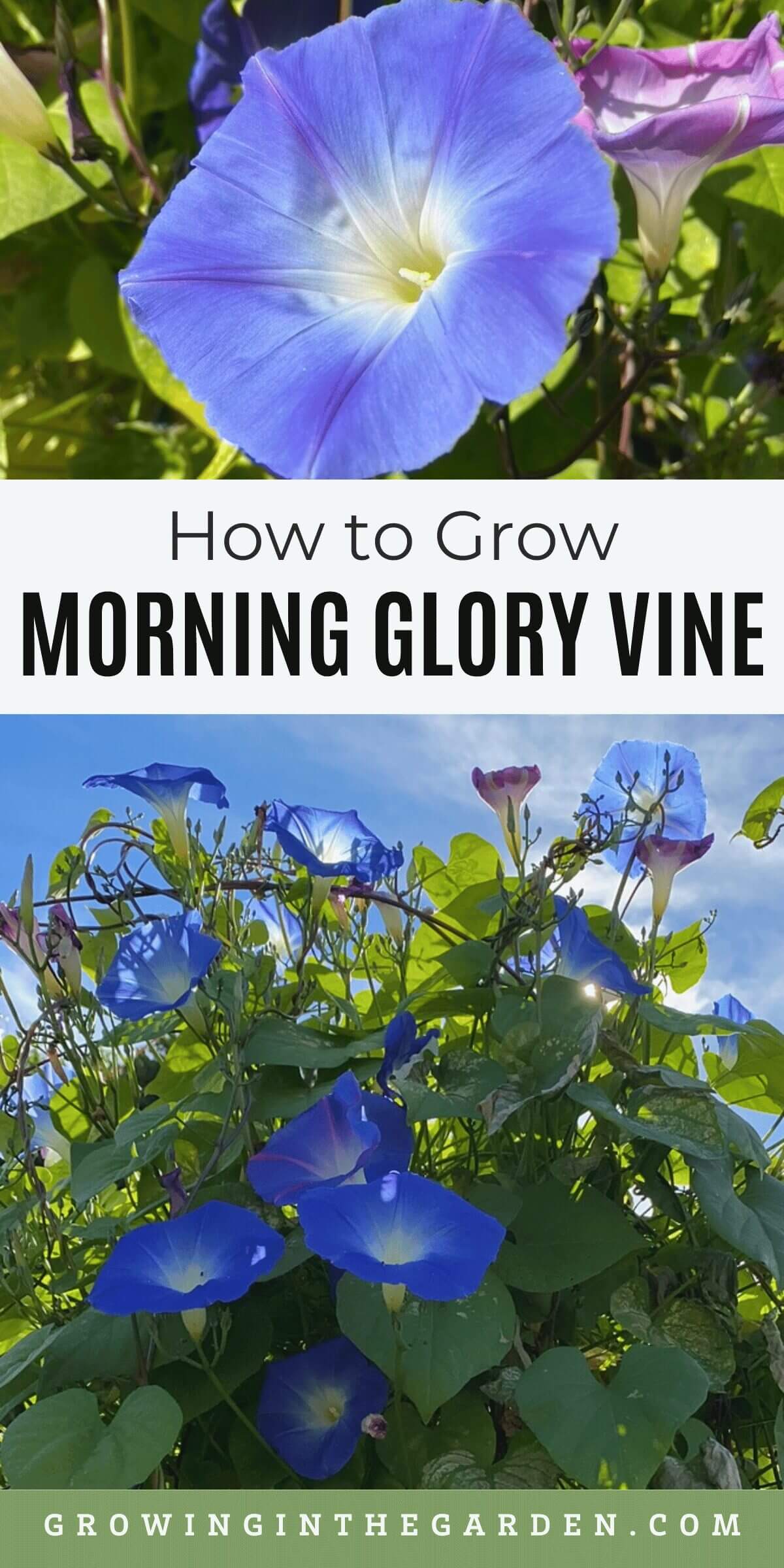 How to Grow Morning Glory Vine