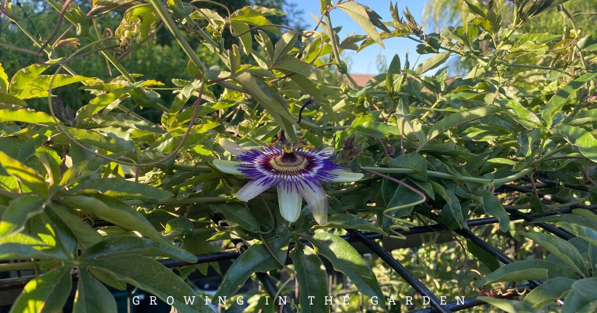 How to Grow Passion Flower Vine