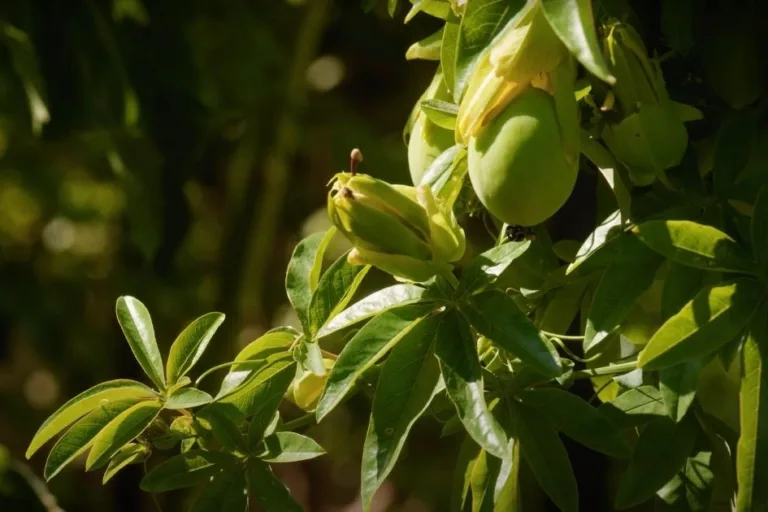 10 Beautiful Vines That Grow From Seed featured image