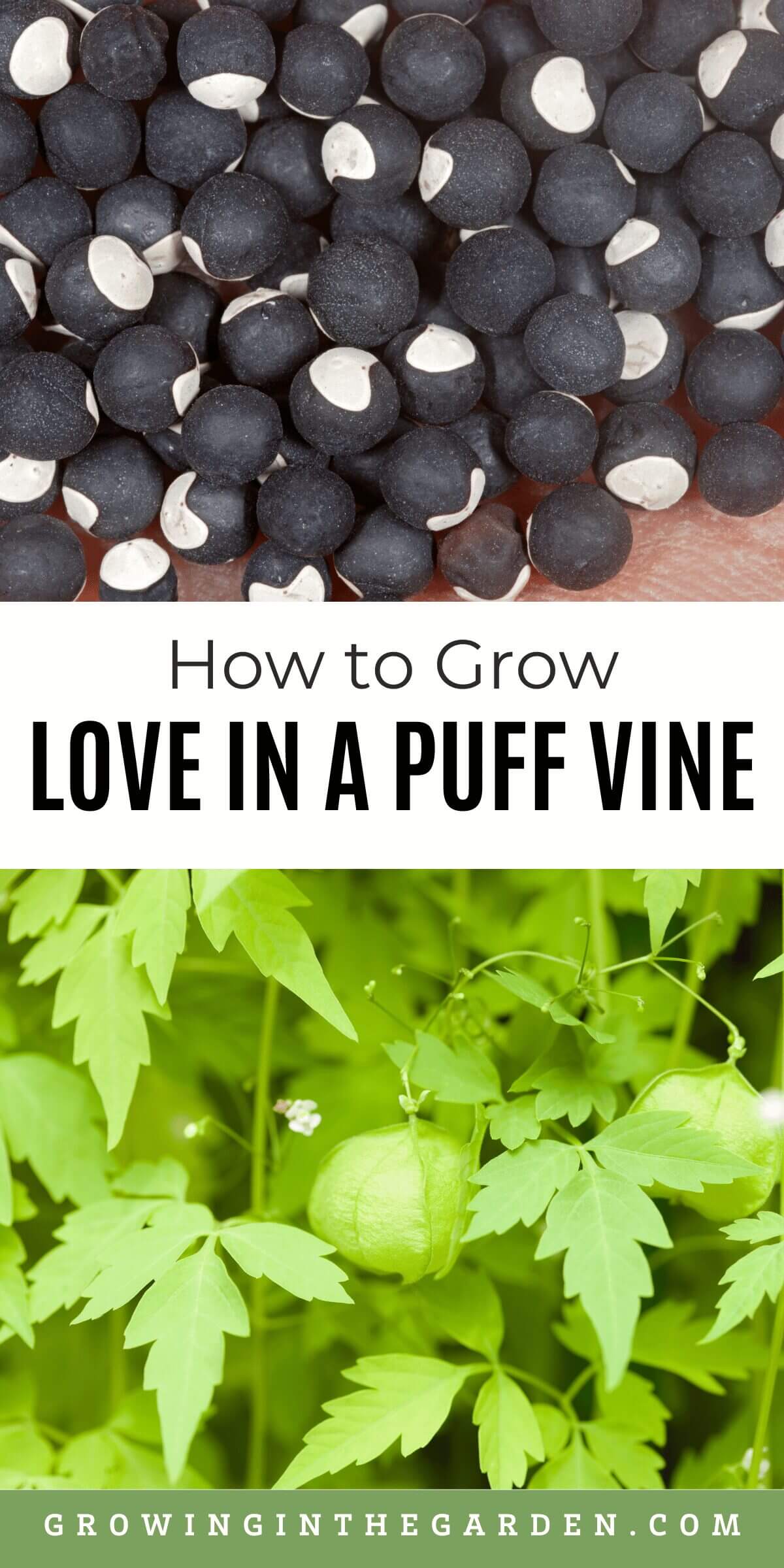Cardiospermum halicacabum - How to Grow Love in a Puff Vine