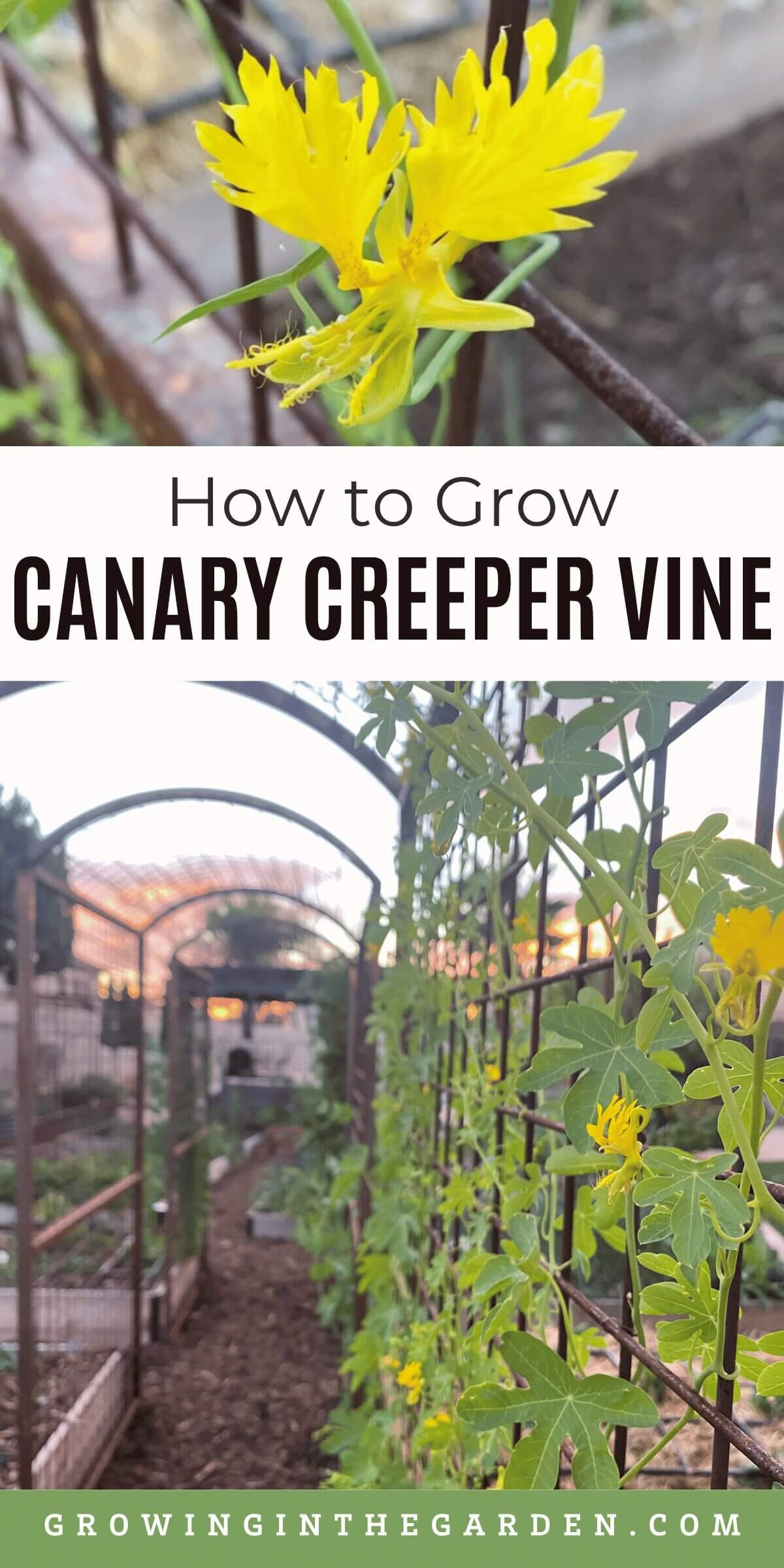 How to Grow Canary Creeper Vine
