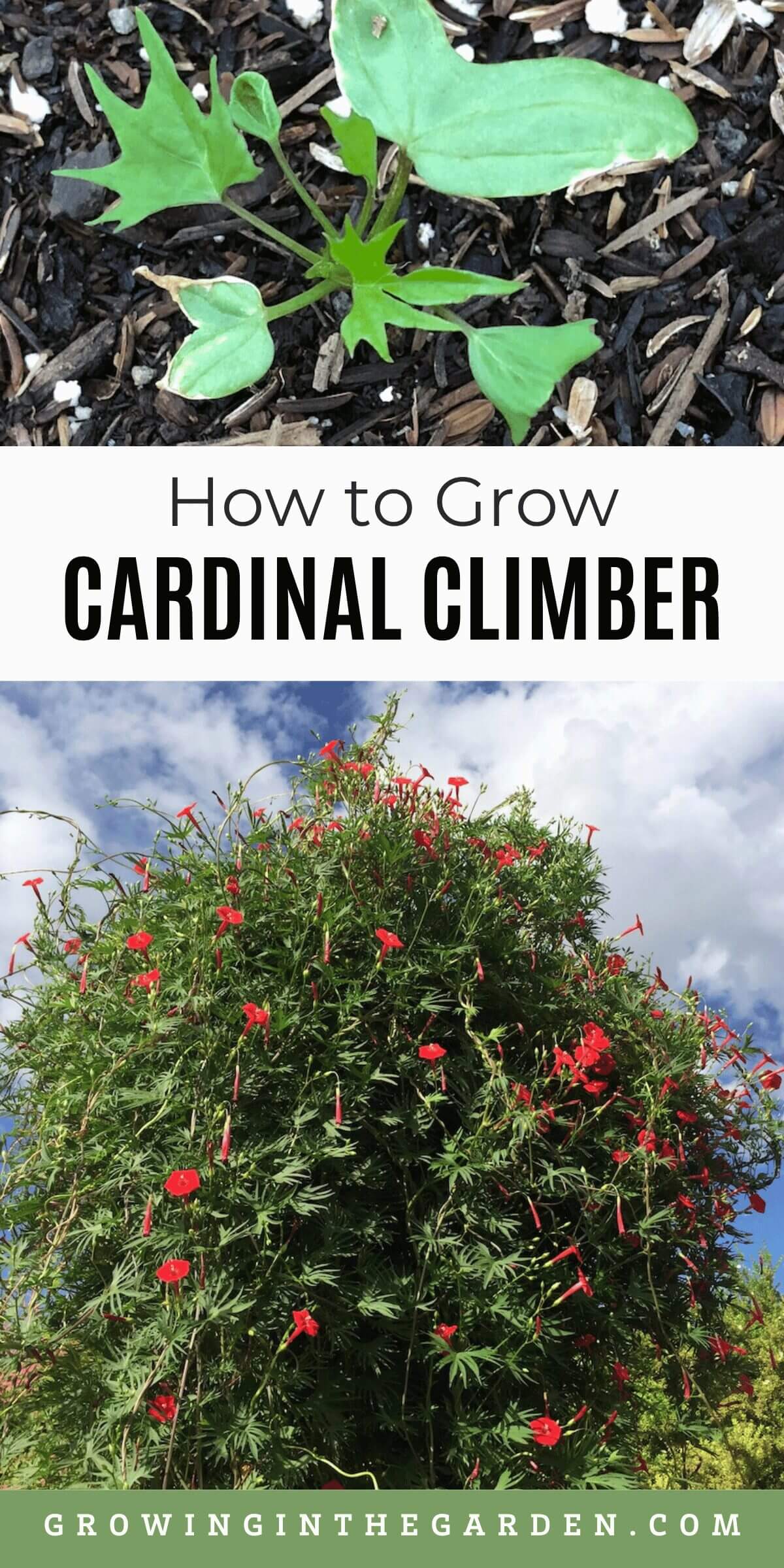 How to Grow Cardinal Climber Vine