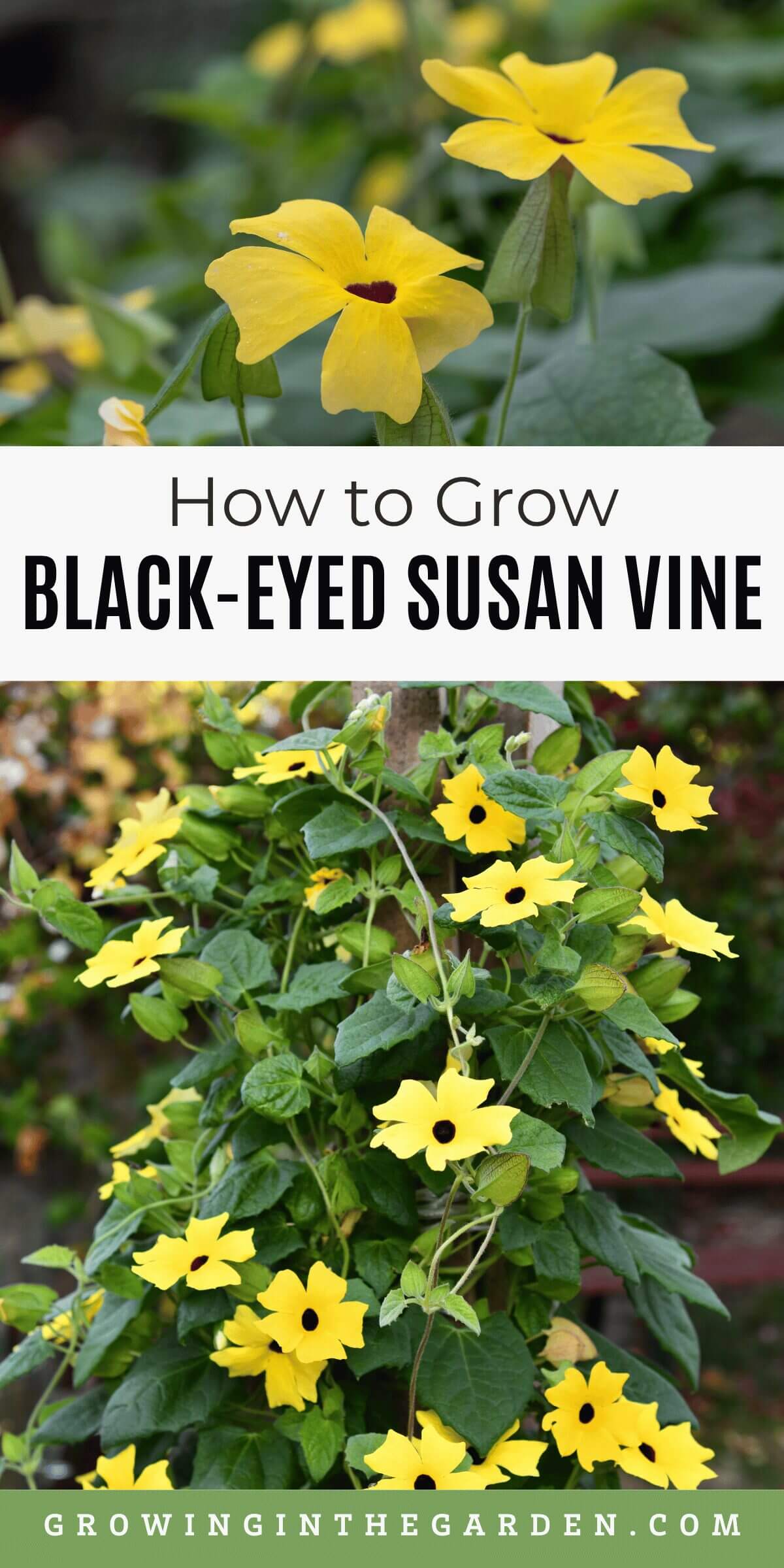 How to Grow Black-Eyed Susan Vine