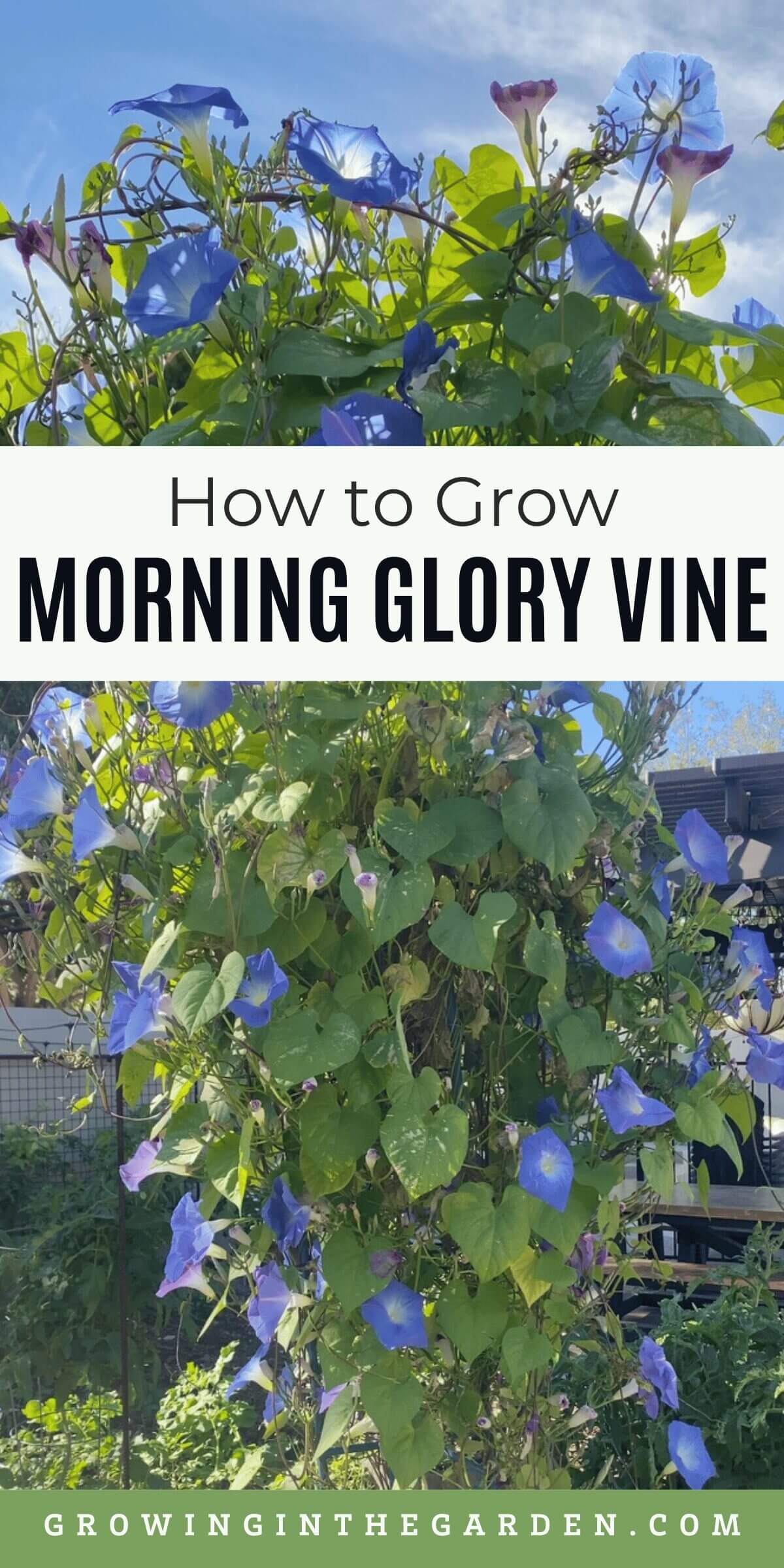 How to Grow Morning Glory Vine