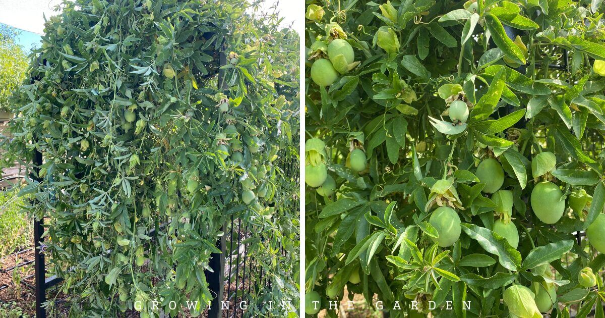 How to Grow Passion Flower Vine