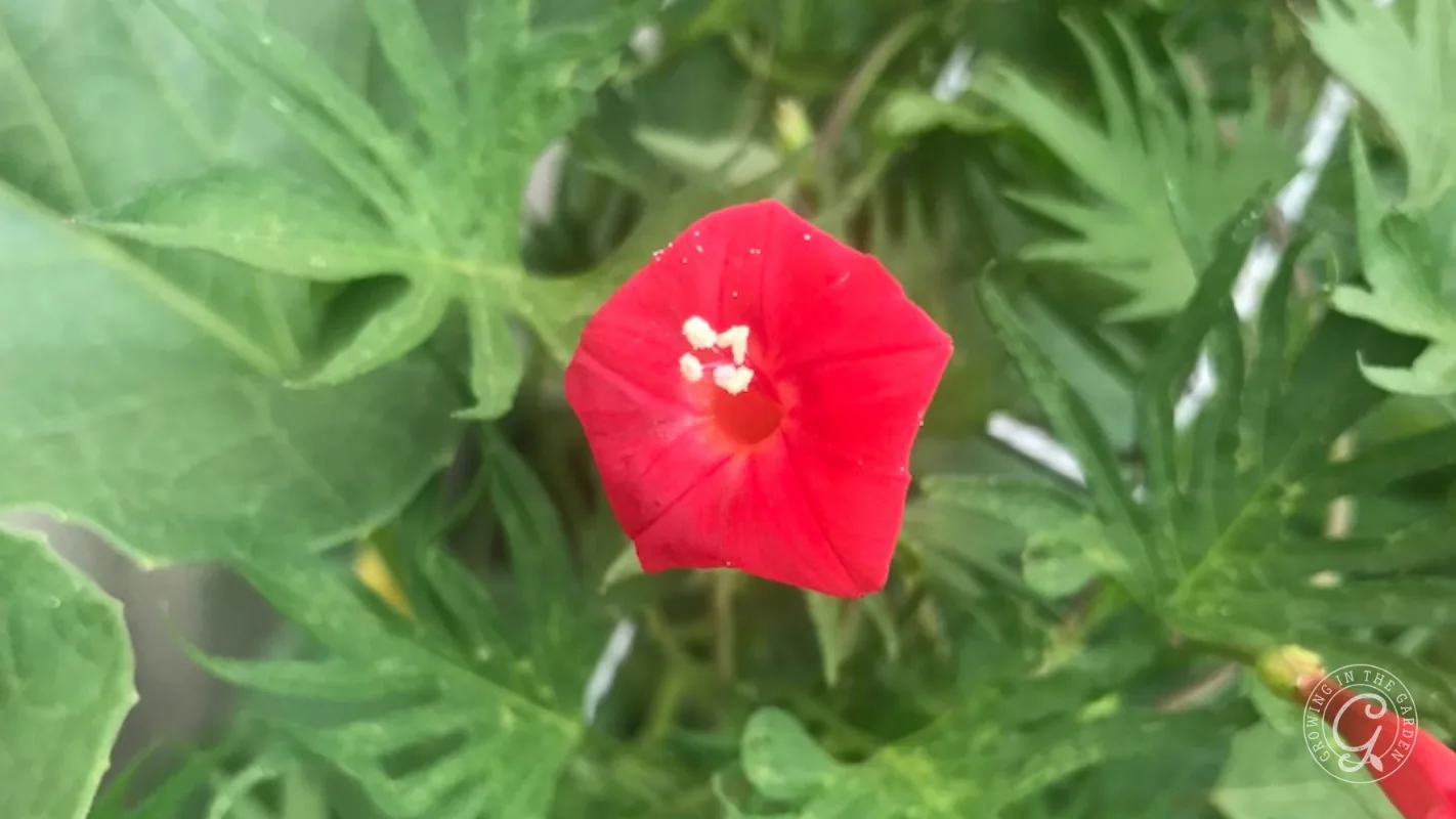 A single red cardinal climber flower with five petals is surrounded by green, deeply lobed leaves.