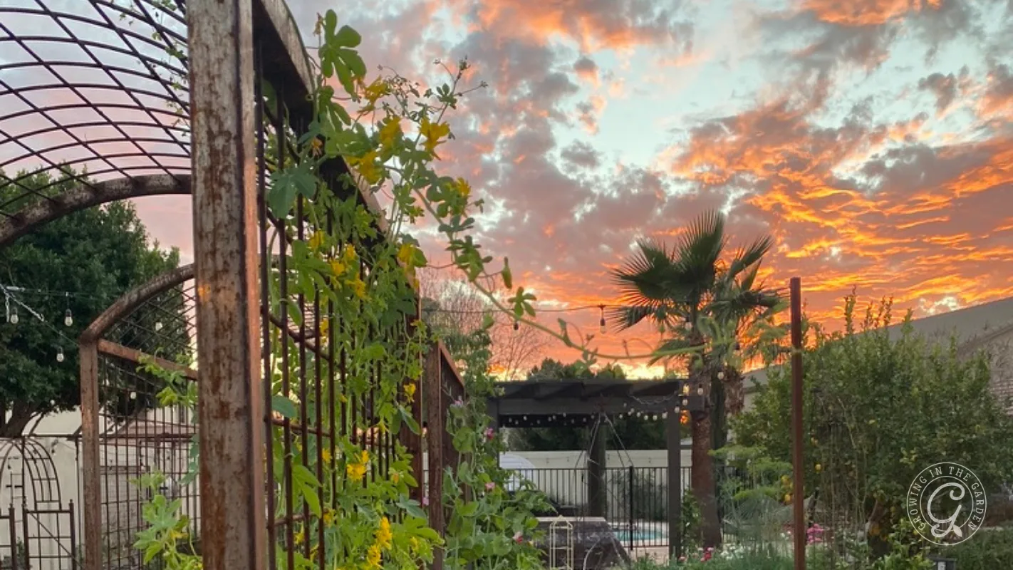 Rusty trellis with climbing plants in a garden at sunset with orange clouds and palm trees.