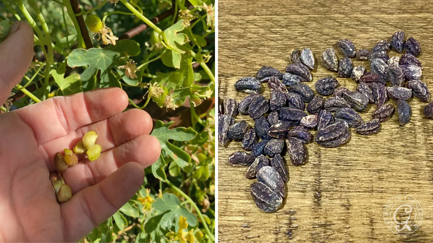 Left: Hand holding green seeds. Right: Purple seeds scattered on a wooden surface.