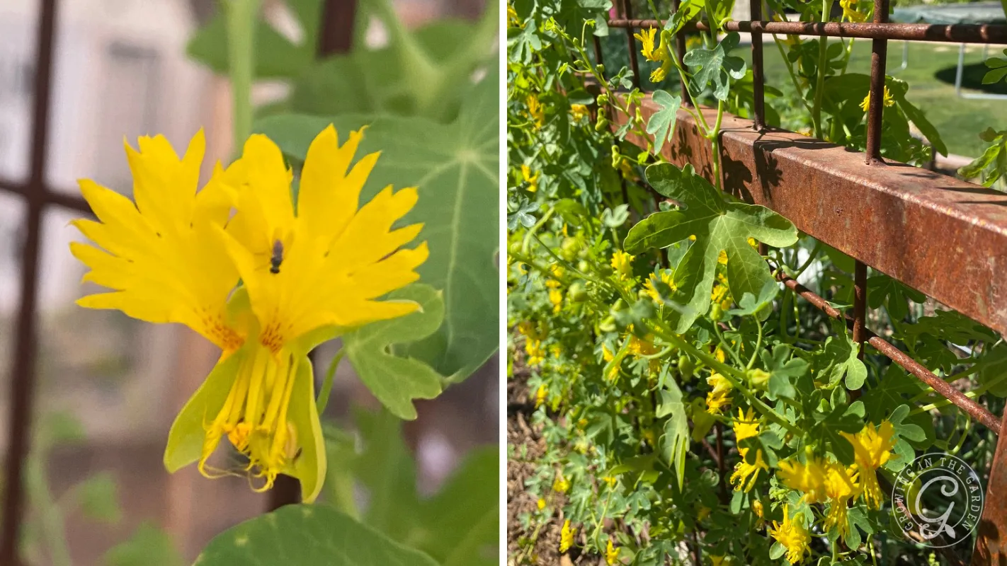 Close-up of a yellow flower and vines climbing a rusty metal fence outdoors.