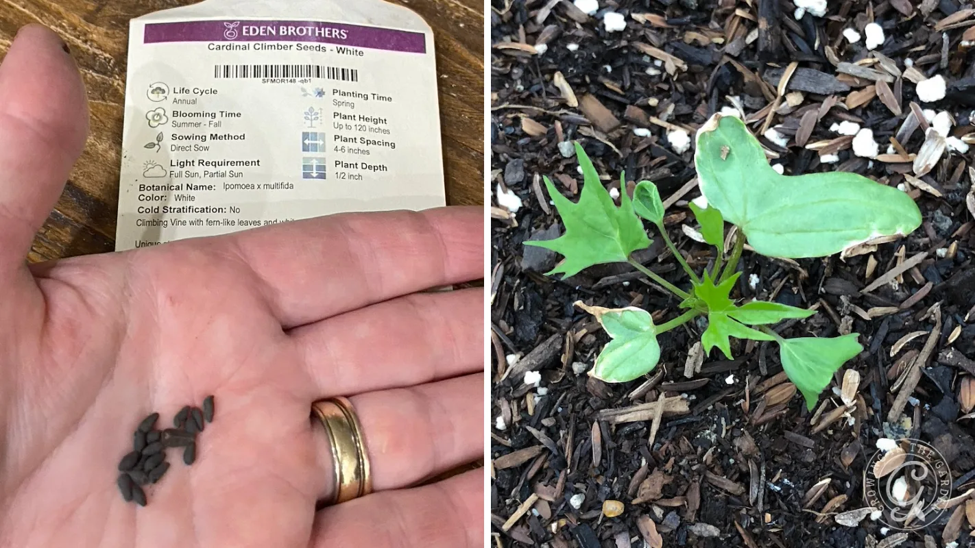 Cardinal climber seeds in a hand, instruction card, and a small seedling in soil.