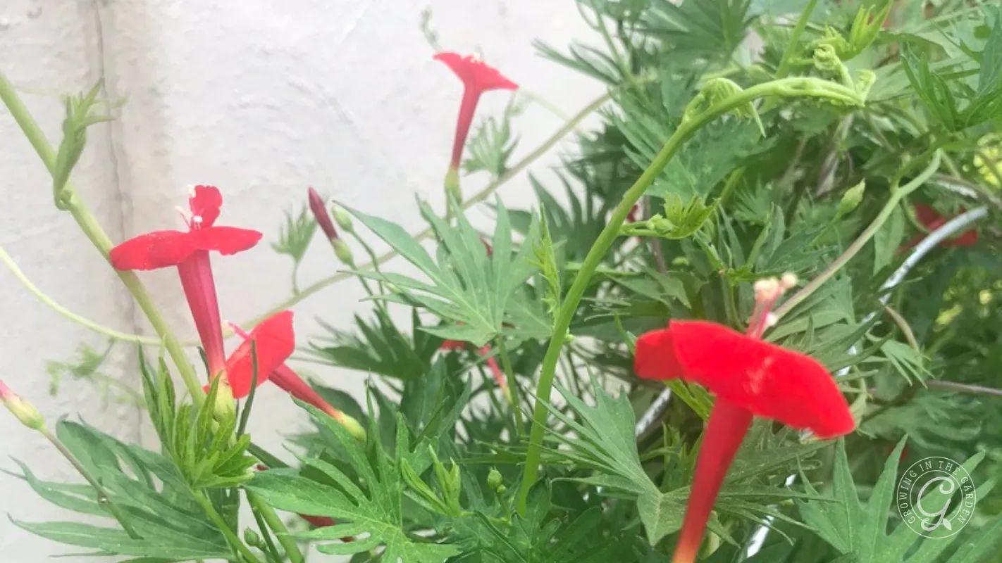 Bright red flowers of cardinal climber vine with trumpet-shaped blooms among feathery green leaves, set against a light background.