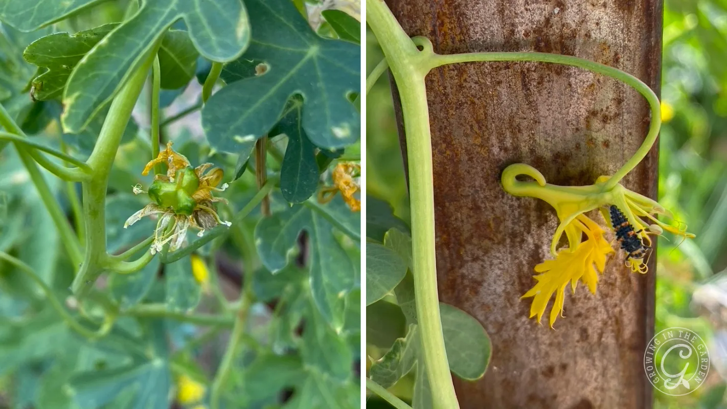 Two close-up images: green leaves with a small round fruit, and a yellow flower with a tiny black insect on a vine.