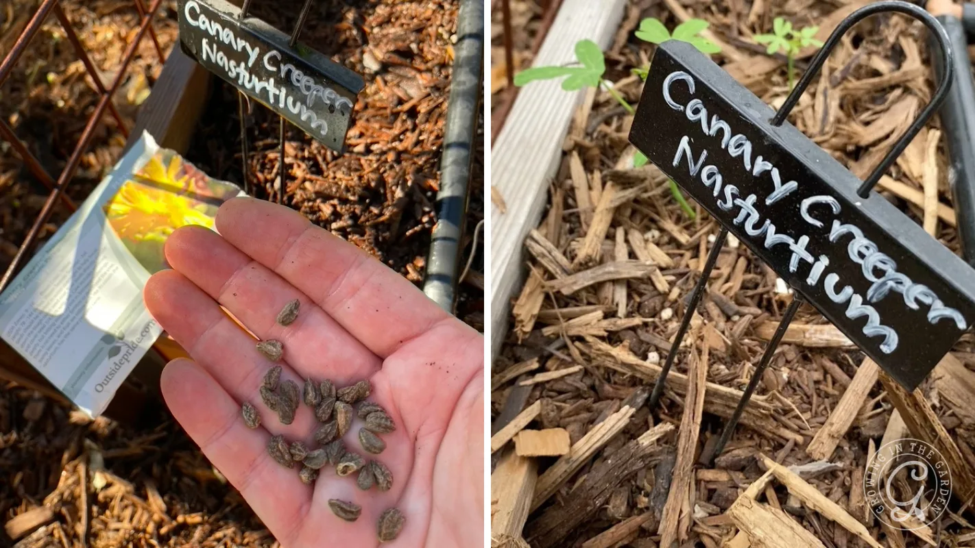 Left: Hand holding seeds, right: seedlings and a sign labeled Canary Creeper Nasturtium in garden soil.
