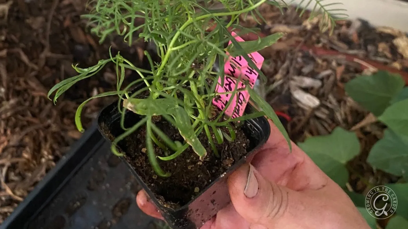Hand holding a small potted plant with a pink label, surrounded by soil and other plants.