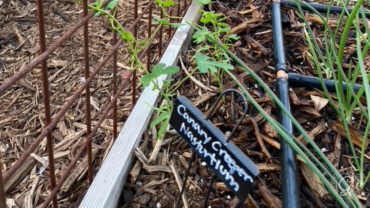 Small green plant with a label reading Canary Cream growing in a mulched garden bed with supports.