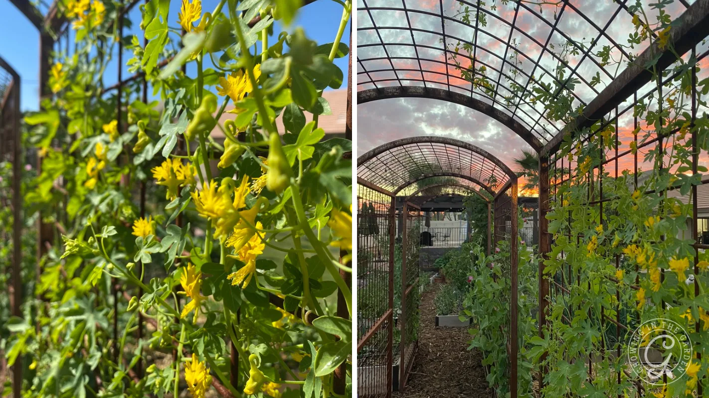 Yellow flowers on green vines climb metal arches in a garden at sunset, with clouds in the colorful sky.