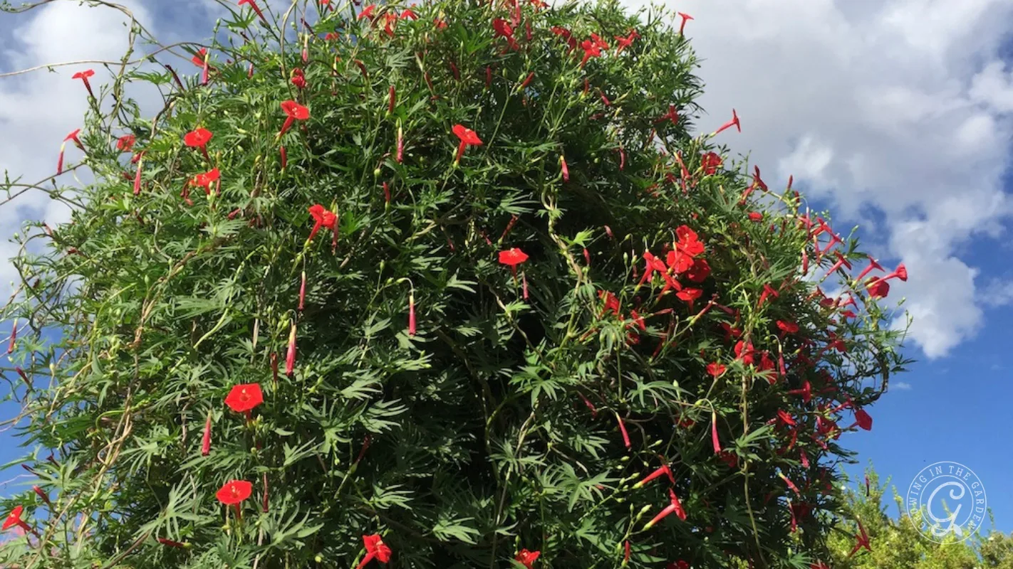 Cardinal climber vine with many red flowers and buds, set against a cloudy blue sky.