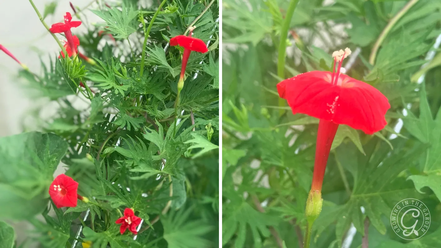 Red tubular flowers of cardinal climber vine with green, fern-like foliage, shown in both a cluster and a close-up view.