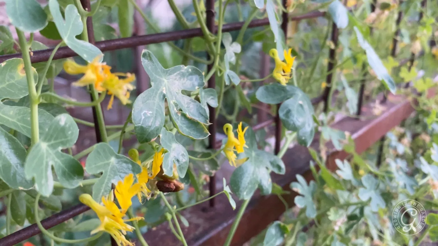 Yellow flowers and green leaves climbing on a metal fence outdoors, with blurred background.
