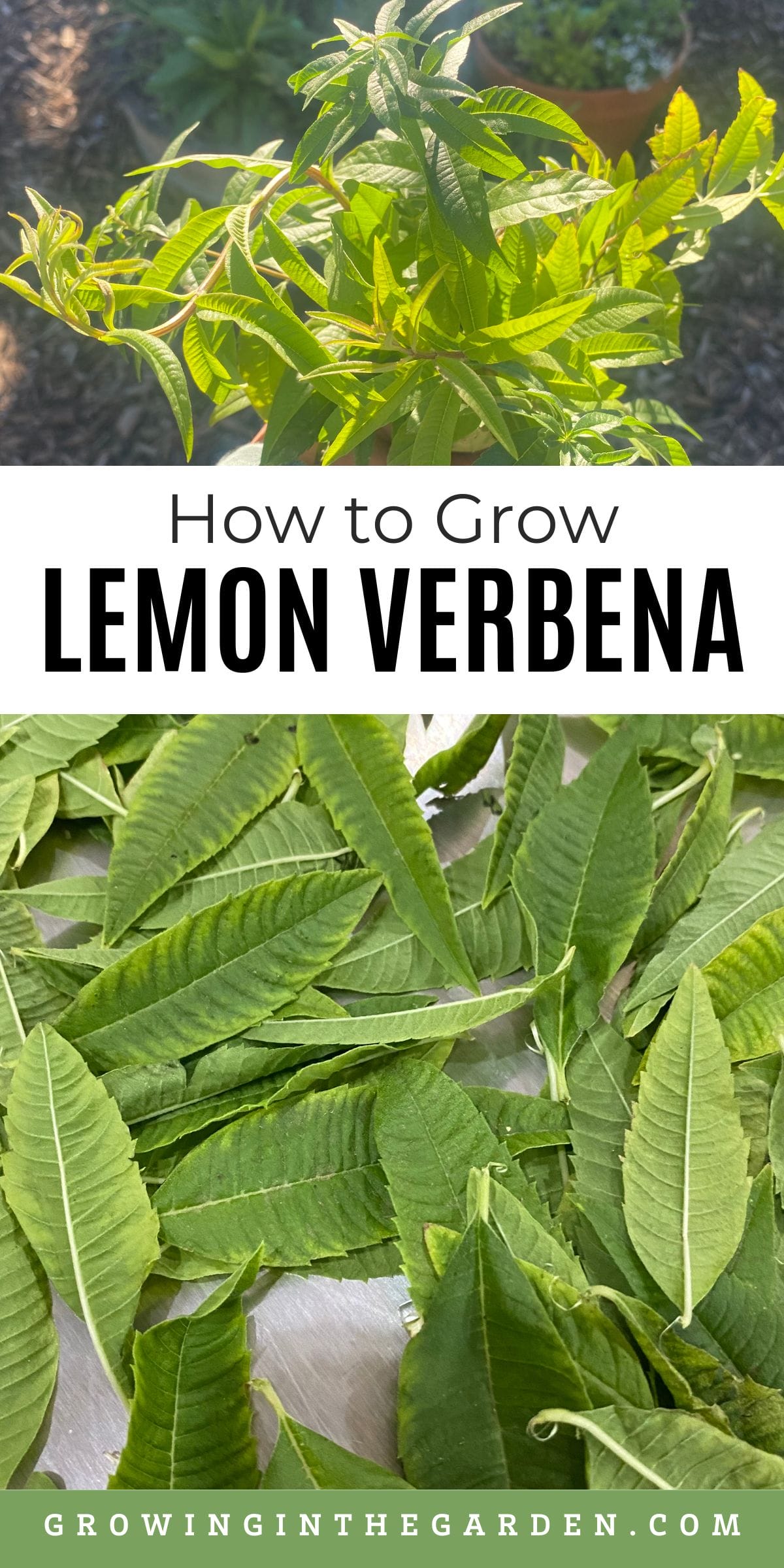 If you're looking for a fragrant herb with a warm citrus flavor, lemon verbena is the perfect addition to your garden.
