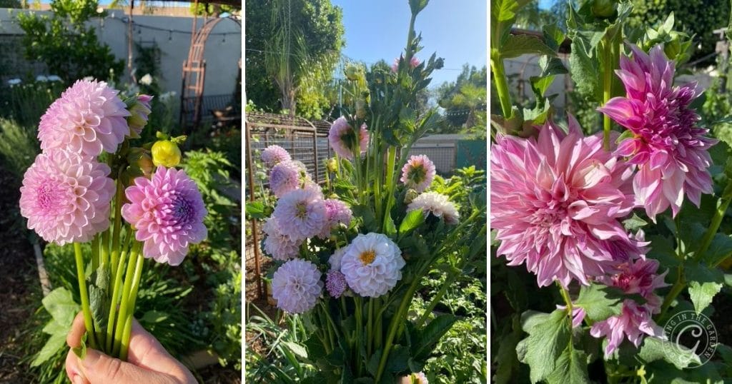 Dahlias benefit from pinching