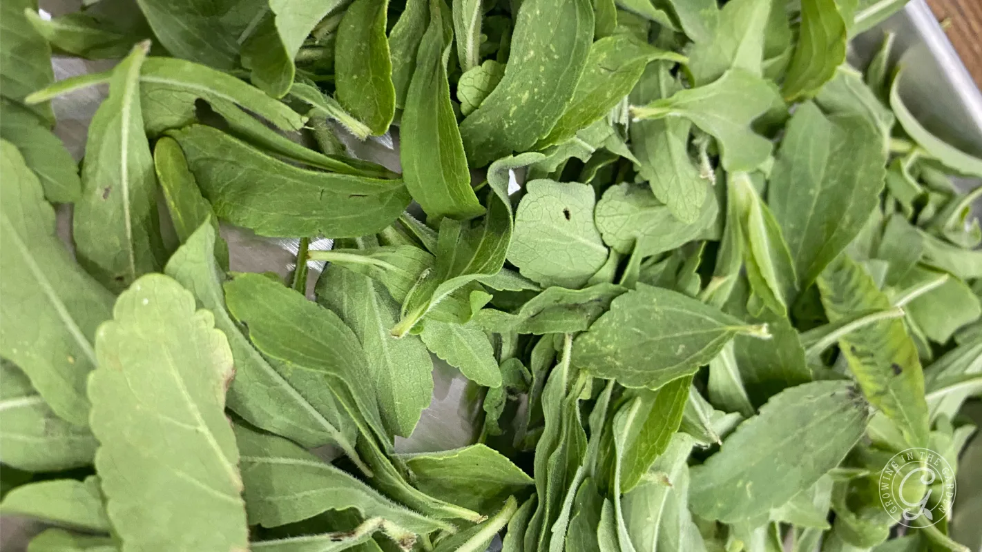 A pile of fresh green stevia leaves.
