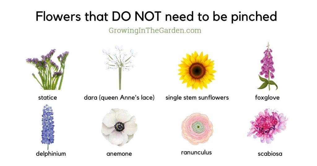 Flowers that DO NOT need to be pinched