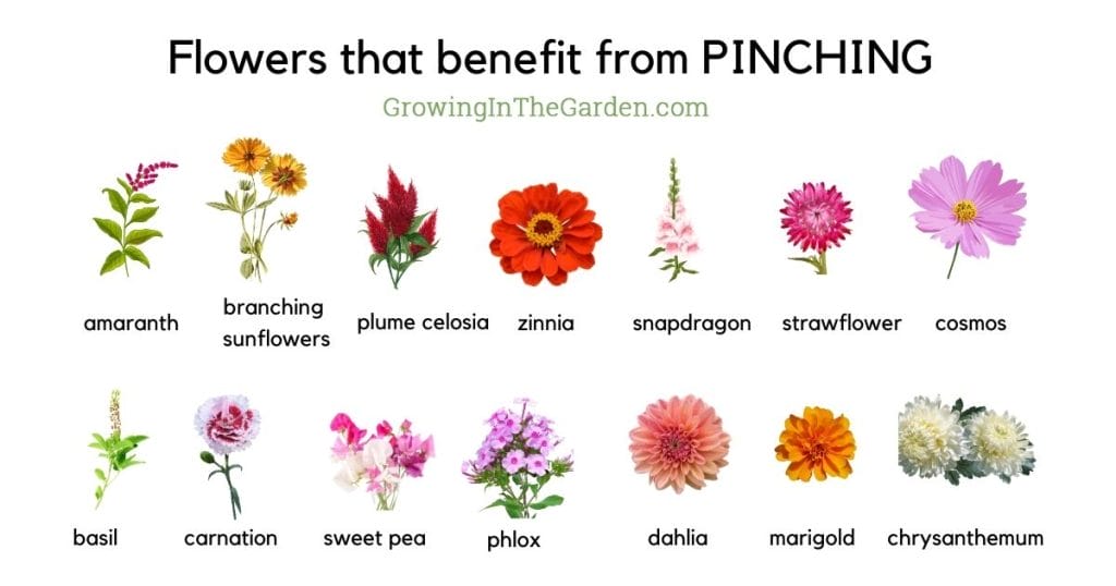 Flowers that benefit from PINCHING