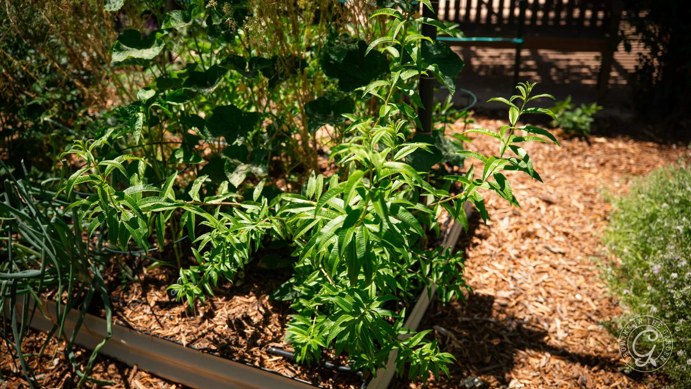 Lemon verbena plant growing in a garden bed covered in wood chips.