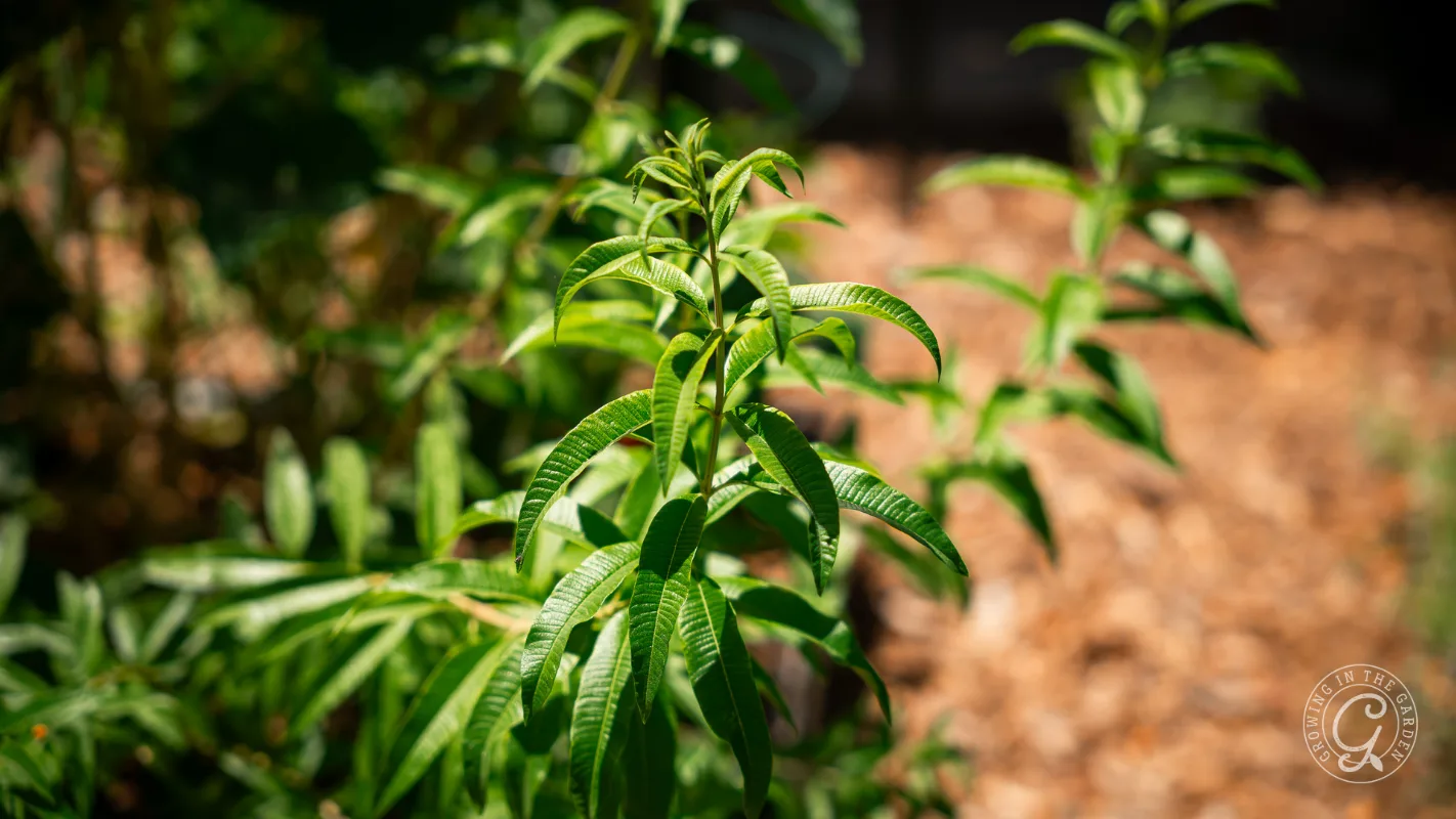 Lemon verbena plant growing in a garden.