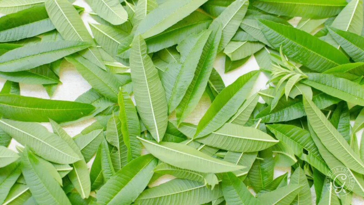 A pile of fresh, long, pointed lemon verbena leaves.