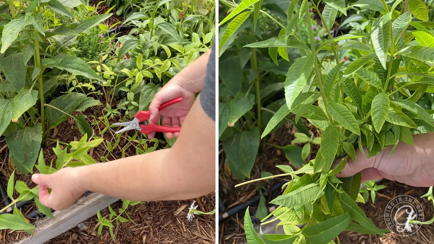 A person uses shears to harvest lemon verbena from a garden bed.
