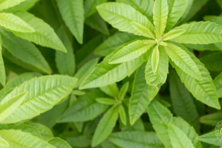 How to Grow Lemon Verbena featured image