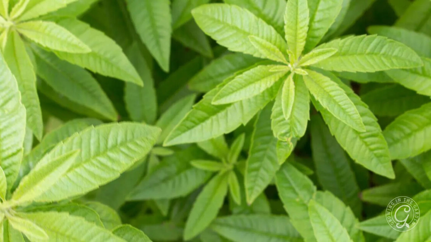 Close-up of bright green lemon verbena leaves.