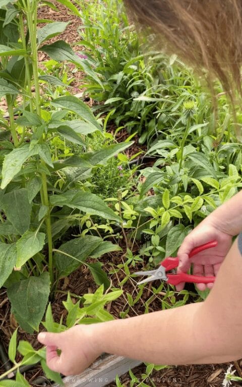 How To Grow Lemon Verbena - Growing In The Garden