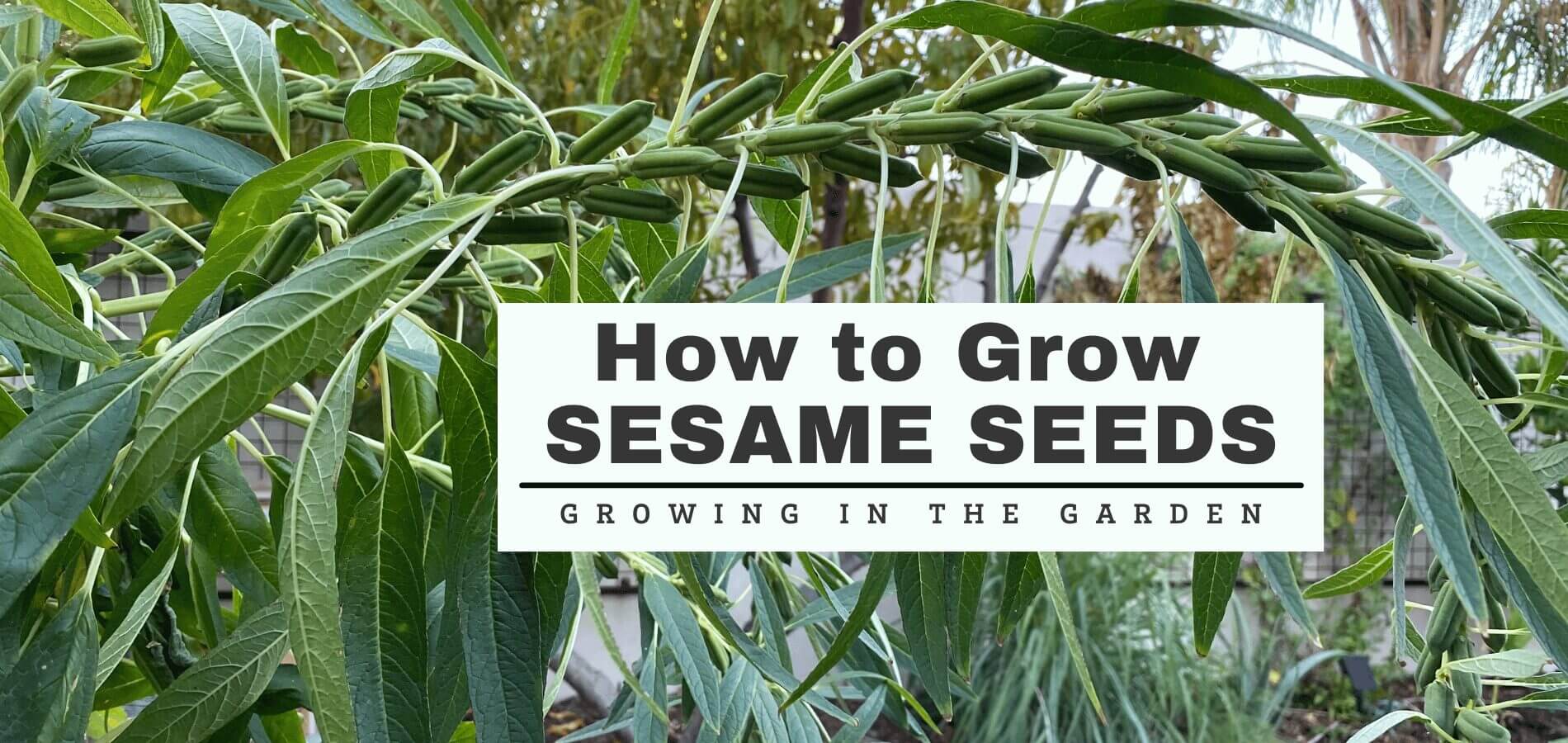 How to Grow Sesame Seeds Growing In The Garden