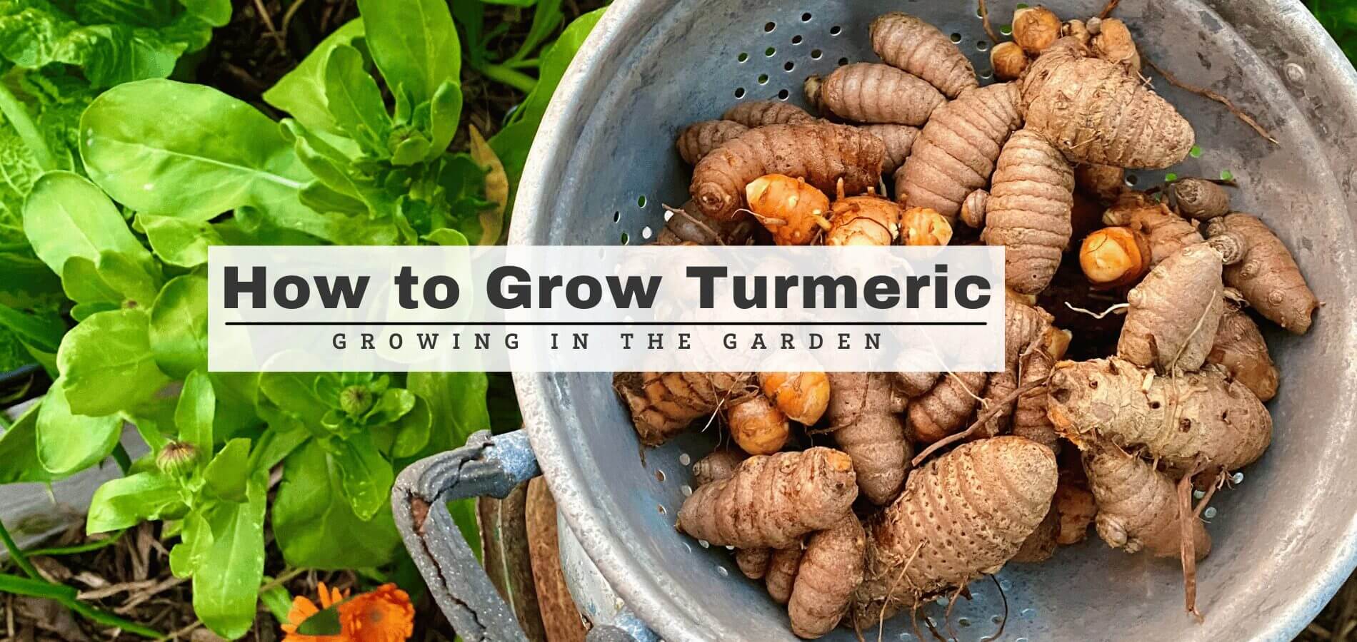 Fast & Easy Ways to PreSprout Ginger & Turmeric Growing In The Garden