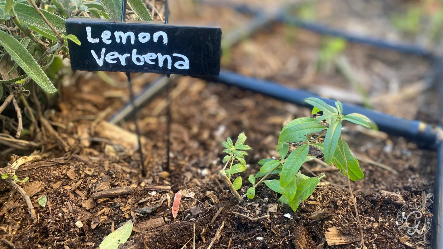 Small lemon verbena plant growing in a garden bed with a labeled garden stake.