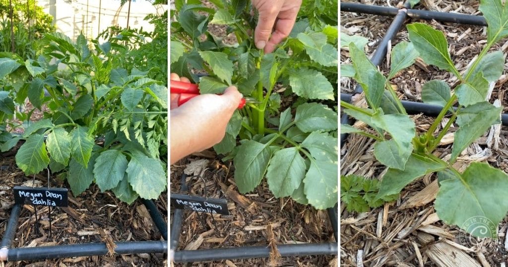 Pinching dahlias